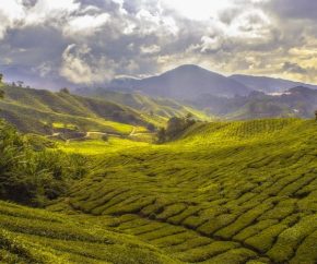 camellia sinensis